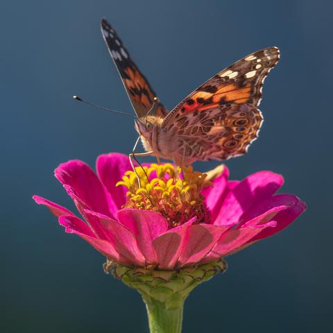 Square cropped photograph of a painted lady butterfly (likely Vanessa cardui) atop a hot pink zinnia with vague grays in the background. The butterfly is facing left in fore-shortened profile. Its wings are lifted part way leaving the front left wing and the upper portion of its right back wing visible. The butterfly’s legs are spread across the tops of the flower's central florets, and it has its proboscis inserted into a floret directly in front of it. This zinnia has a daisy-like structure with long, pink petals extending from a central disk containing red and yellow florets. Painted lady butterflies have orange upper wings with black, white, and tan markings and spotting on the both sides of the wing, orange lower back wings with tan front sides with black, white, and tan markings and spotting on both sides, a long brown tubular abdomen and thorax covered in long fine tan hairs, a diamond-shaped head covered in fine tan hairs with two large brown compound eyes with darker spots, two long black and white striped antennae that end in white tips, six white segmented legs, and a long brown proboscis.