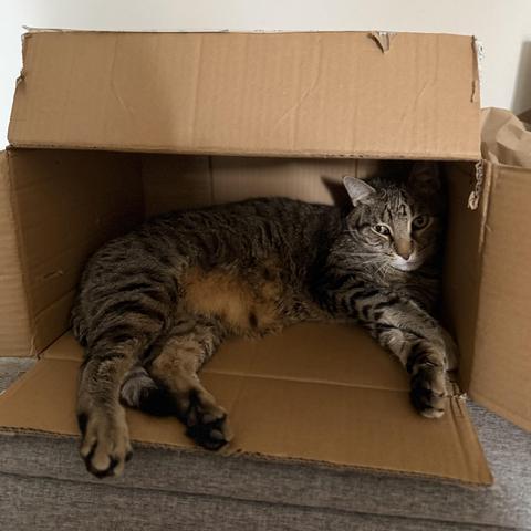 Phoenix uno de nuestros gatos, un europeo común, tumbado en su nueva caja de cartón