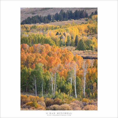 Sierra Nevada autumn aspen grove