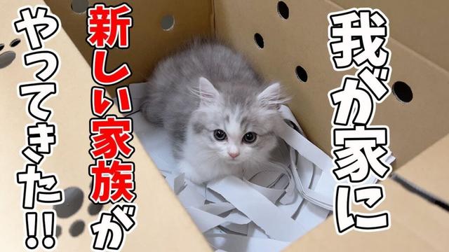 【子猫が我が家にやってきた当日】先住猫にバレないように家に入れたらこうなった…w