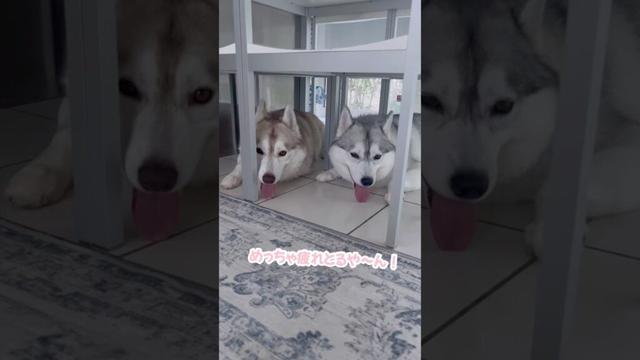 弟に追いかけ回され疲れ果てたハスキー姉妹 #シベリアンハスキー #ハスキー #ハスキー犬