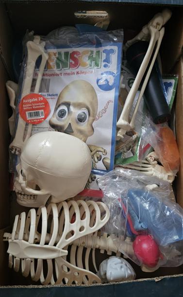 Zerlegtes Skelett in einem Karton.