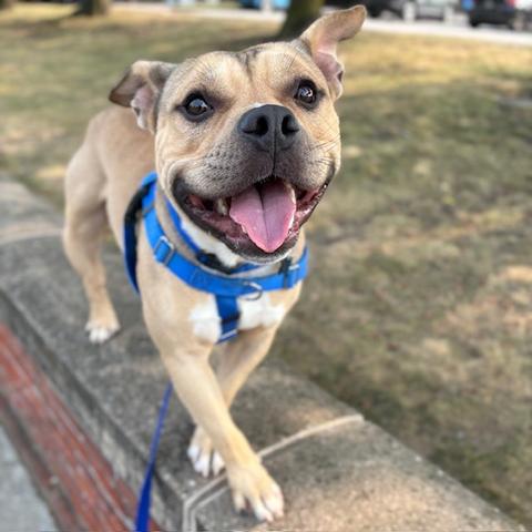 Simba, a pit bull terrier mix in the MSPCA-Angell's boston shelter, stands outside on a rock and brick wall, looking up at the camera. he's mostly tan with darker fur on the top of his head and ears. his chest, neck and toes are white. he's waring a bright blue harness and leash. his mouth is open in a smile. gradd and trees can be seen in the background