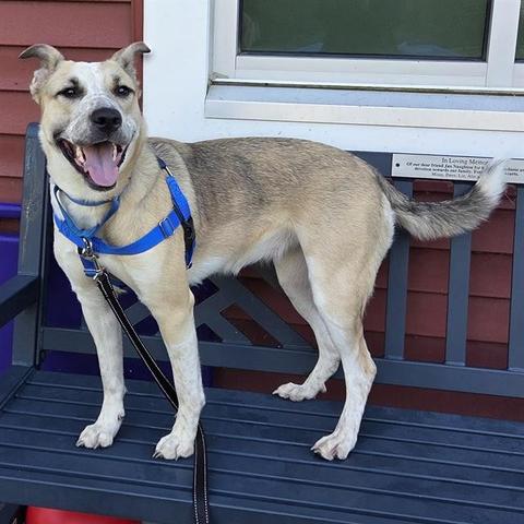 Nova, a dog at the MSPCA-Angell's cape cod shelter, stands outside on a navy blue bench in front of the shelter. Her body is parallel to the camera and her head is turned to face it. She's a mix of tan, black and white fur. her mouth is open in a smile. she's wearing a bright blue harness and a black leash. there's a window behind the bench and the shelter wall is red. she has a long fluffy tail that's sticking out.