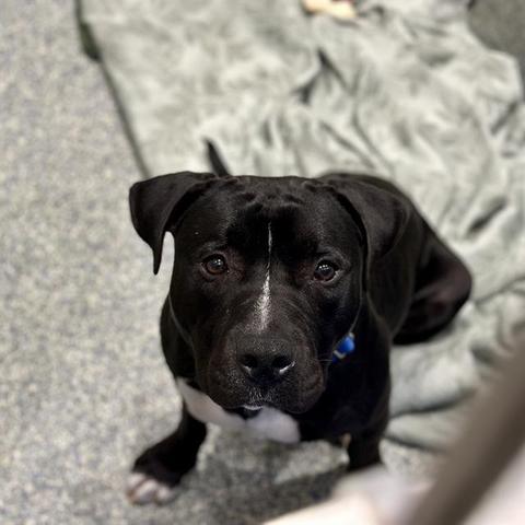 Chamerberlain, a pit bull terrier mix at the MSPCA-Angell's nevins farm shelter, sits inside on a sheet in the shelter. he's looking up at the camera. he's mostly black, with a white line between his eyes. his chest and toes are also white.