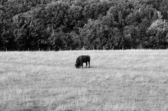 A bison browsing in a field