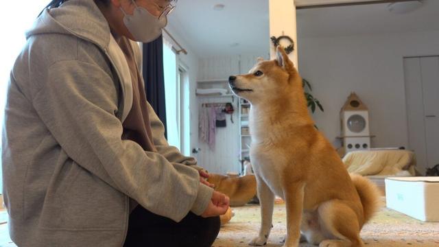 大好きなママが留守中に‥柴犬が母親役を務める様子に思わずほっこり。