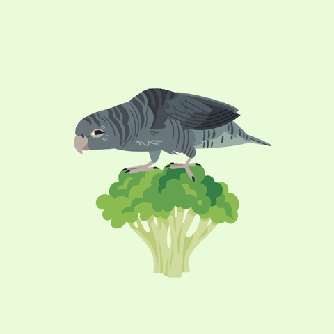 A painting of a grey barred parakeet standing on an upright chunk of broccoli.