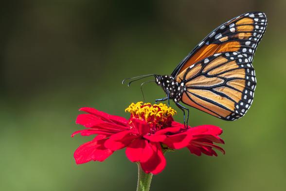 Closeup photograph of a monarch butterfly (Danaus plexippus) standing atop a cherry red zinnia with out of focus vague greens and grays in the background. Zinnias have large blooms that top long, stiff stems with large leaves. The flower opens from the outside and is made up of overlapping layers of petals that radiate from a center filled with florets. The monarch is facing left in profile leaving its right side visible and it has its proboscis inserted into one of the flower's orange-yellow florets. The monarch is standing with its long hind legs on the zinnia's petals, its mid legs atop the flower's conical center in front of it, and its short fore legs pulled into its body making it appear as if it is standing with its arms atop the floret "table" in front of it. Monarch butterflies have orange wings with black and white patterned edges and black veining, black bodies and heads covered with white polka dots and fine black hairs, large black compound eyes, two long, black antennae, and six black, segmented legs.