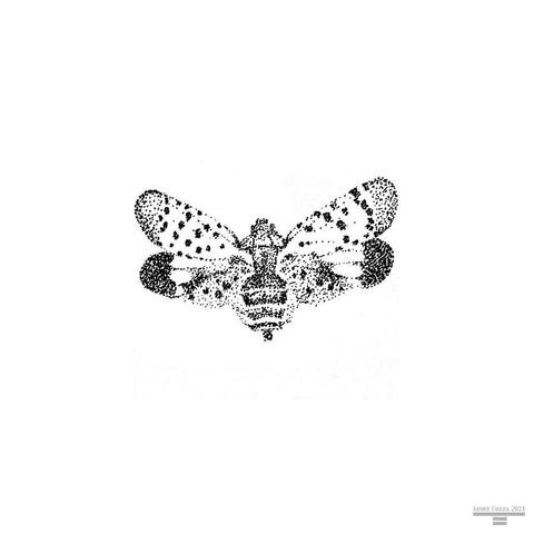 A small lantern moth, stippled in black ink, wings spread.