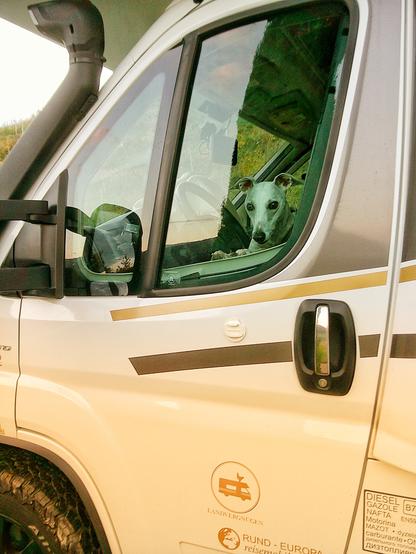 a Greyhound is watching out of a camper