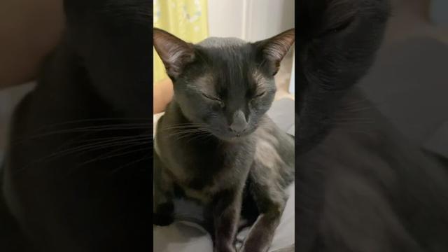 甘えん坊な黒猫ボンベイ　#子猫 #cat #bombay #猫のいる暮らし #ねこのいる生活 #ねこのいる暮らし #ねこ動画 #ねこ #かわいい #癒やし