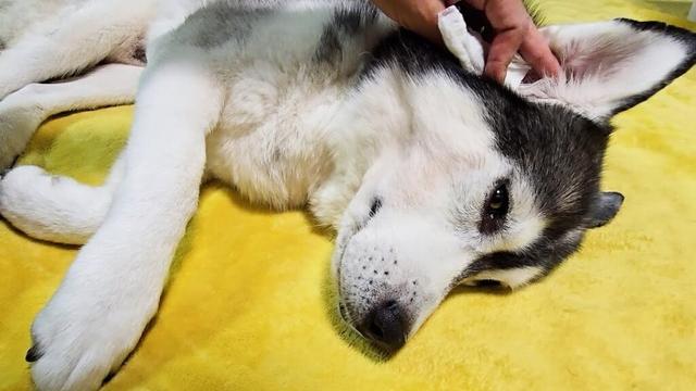 ハスキー犬に異常が見つかりました...