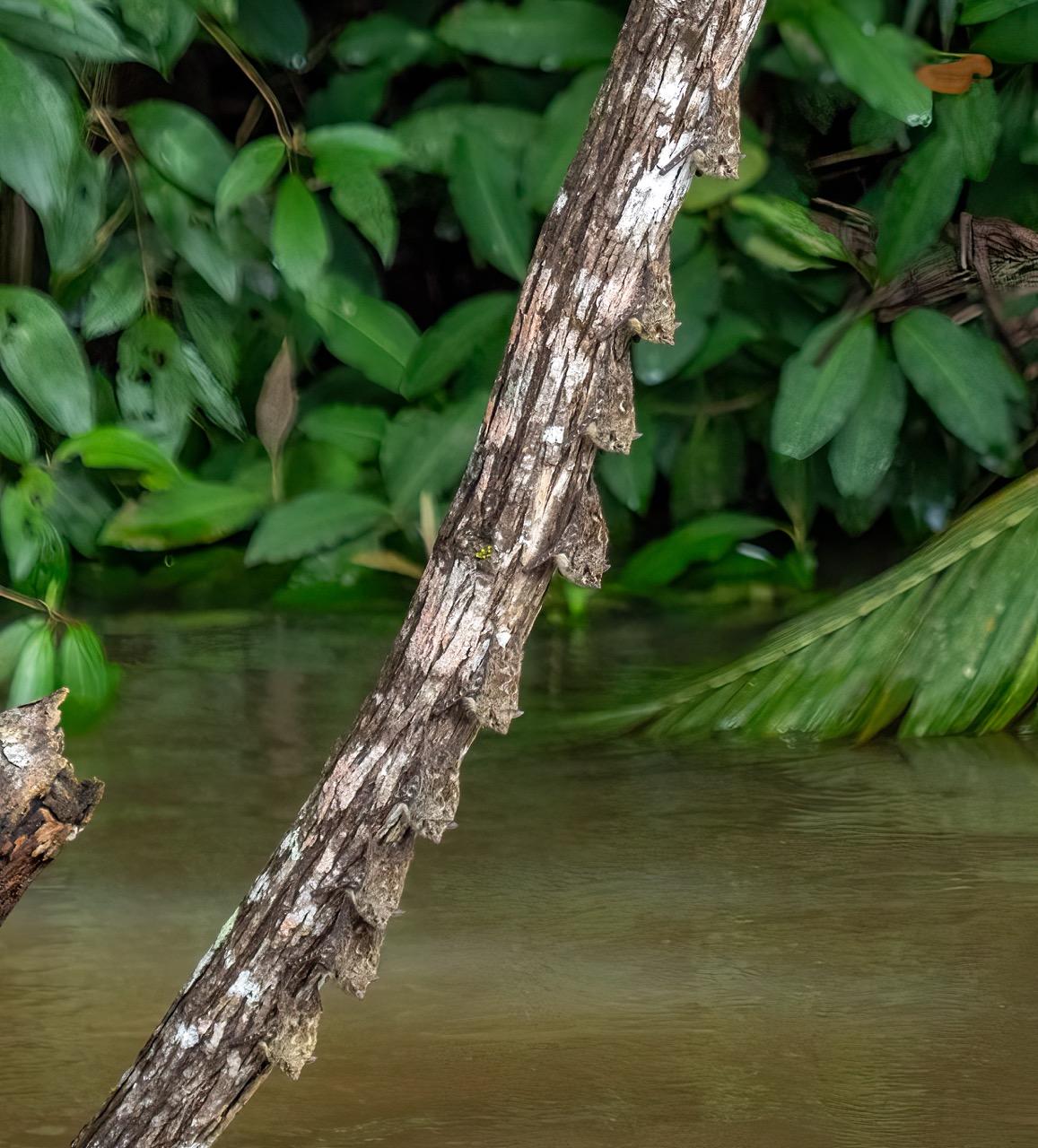 Nine small bats are clinging onto the underside of a tree branch above a body of water. Each of them has piebald brown and white fur, camouflaging them perfectly against the branch. Those facing outwards have short, pointy snouts, small ears, and round, black eyes.