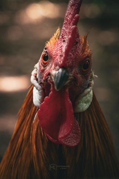 Hahn starrt in Nahaufnahme in die Linse
