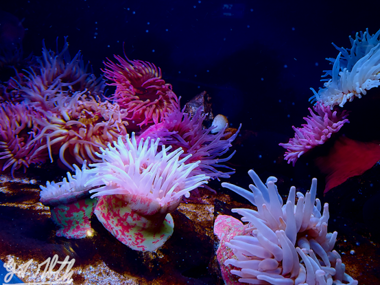 Several sea anemones in the aquarium at the Nausicaa Centre in Boulogne-sur-Mer (France)
Plusieurs anémones de mer dans l'aquarium du Centre Nausicaa de Boulogne-sur-Mer (France)
