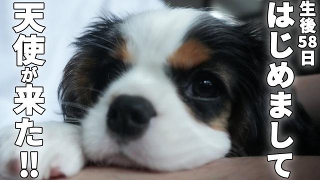 【子犬】かわいいキャバリア女の子お迎え１日目‼︎新しい家族のお名前が決定しました‼︎