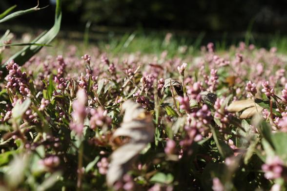 Macro photograph of a range of tiny pink flowers.