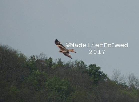 Rode wauw die vlak boven een berg vliegt.