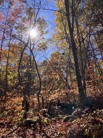 Mid Autumn sunlight through the trees. Leaves of red, yellow, green, and brown dress the branches and ground. Bright blue sky.