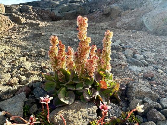 A cluster of flowering plants with pink and white blossoms is positioned on rocky terrain, surrounded by small stones. The plants have broad green leaves, and some smaller flowers are visible in the foreground.