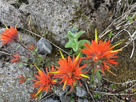A cluster of vibrant orange and yellow wildflowers growing among rocks and greenery, surrounded by moss and grass.