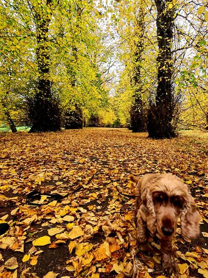 A photograph of a path lined with autumn trees, and covered with fallen leaves. In the bottom right corner is a dog, almost the same colour as the fallen leaves, running towards the camera.