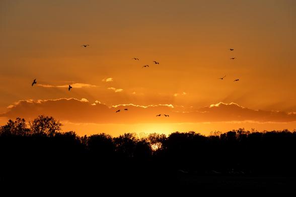 Sun setting behind distant trees. Sky is golden with some clouds. Several gulls flying, silhouetted against the golden sky.
