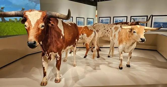 Longhorn cattle