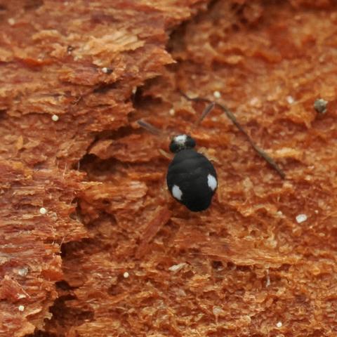 An extremely close top-down view of a cute round little black springtail with two white spots on its body and some white on its head.