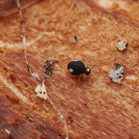 An extremely close side view of a cute round little black springtail with two white spots on its body and some white on its head.