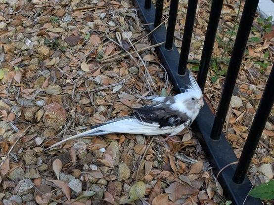 A black and white pied cockatiel standing on pebbles and facing a black pool fence. 
It's looking a little bit bedraggled, but drying off quickly and fluffing back up.