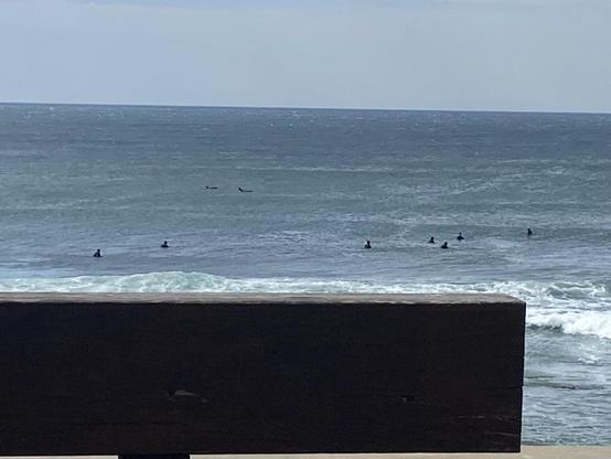 Ocean view from cafe, solid wooden bench blocking lower third. Out beyond the distant scattered figures of surfers, the curve and fins of two dolphins swimming past.