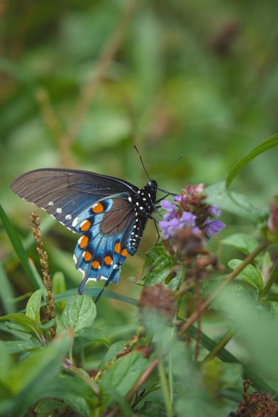 A swallowtail butterfly with shimmering blue wings, orange and white spots, rests on a purple wildflower surrounded by green grass.