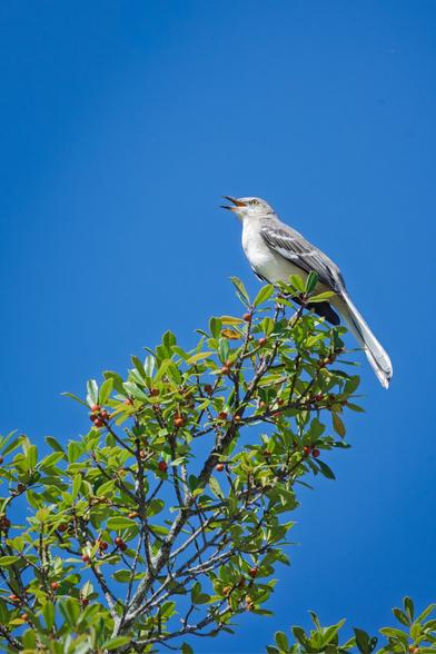A gray-and-white mockingbird perches at the top of a leafy branch with small red berries, singing against a vivid blue sky