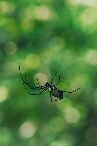 A brightly patterned spider with long black legs hangs from a nearly invisible thread against a soft green bokeh background.