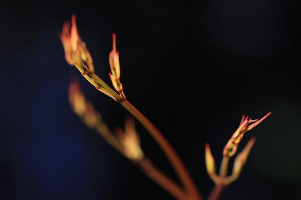 Reddish leaf buds of nandina are shining in the morning sun. They are like burning flame, standing out against the dark background.