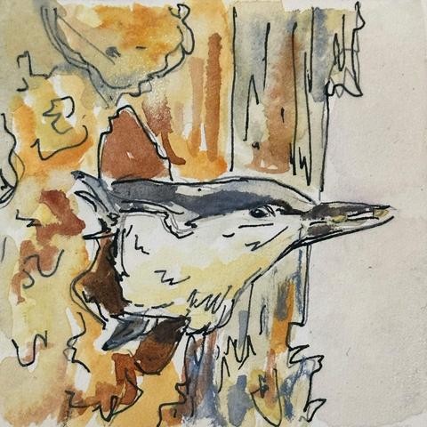 A small gray headed bird with white chest pokes its head out from a hole in a tree. It has nuts or something in its beak.