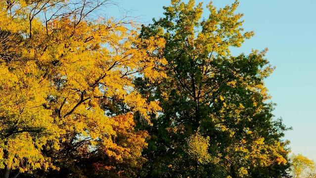 Photo by me of two trees against a blue sky. The one to the left is covered entirely in bright yellow leaves, while the one towards the right is mostly green with just touches of yellow at the tips of some branches and at the top. They compliment each other while also contrasting wildly.