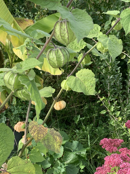 Die Physalis im Kübel, die von der 2024 Pflanze einen frischen Trieb entwickelt hatte und so groß geworden ist wie 2024. Die fruchtragenden Zweige sind ca 1m lang. Jetzt steht sie im Gewächshaus wieder.Auf dem Foto sind auch die noch grünen Früchte zu sehen.