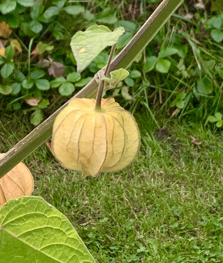 Eine gelbe Physalis, nah dran und pflückreif am 22.09. im Garten.