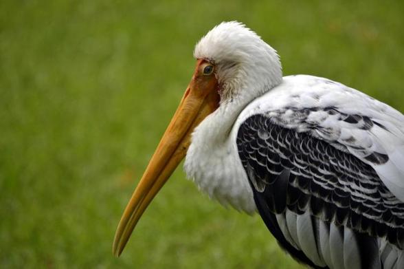 Milky Stork Mycteria cinerea