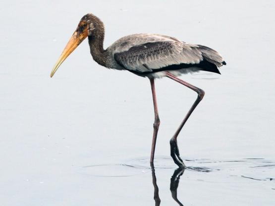 Milky Stork Mycteria cinerea