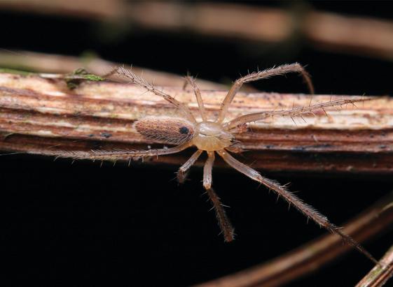 Living specimens of Lipocrea guiyang; male.