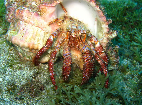 Dardanus ctenodon in life in Cape Verde Islands. Photographs and copyright: Peter Wirtz.