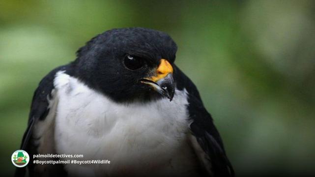Imitator Goshawk Accipiter imitator - Papua New Guinea and Solomon Islands