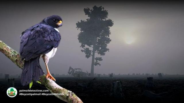 Imitator Goshawk Accipiter imitator - Papua New Guinea and Solomon Islands