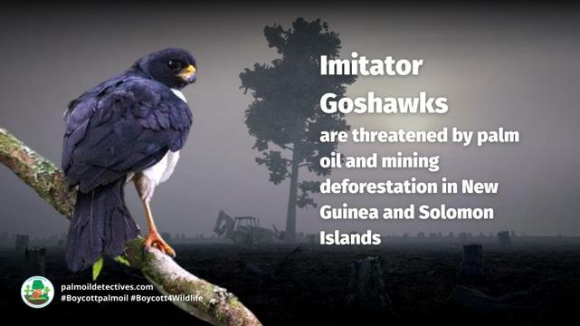 Imitator Goshawk Accipiter imitator - Papua New Guinea and Solomon Islands