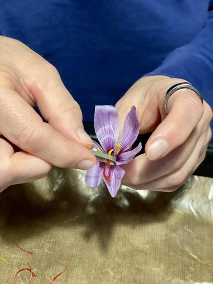 Zu sehen sind zwei Hände: eine hält eine Safranblüte, die andere eine Pinzette. Mit der Pinzette werden die Safranfäden herausgezupft. Unter den Händen liegen schon einiger der herausgezupften Safranfäden.