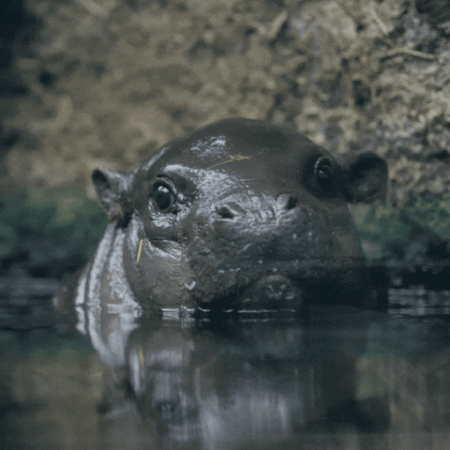Pygmy Hippopotamus Choeropsis liberiensis GIF